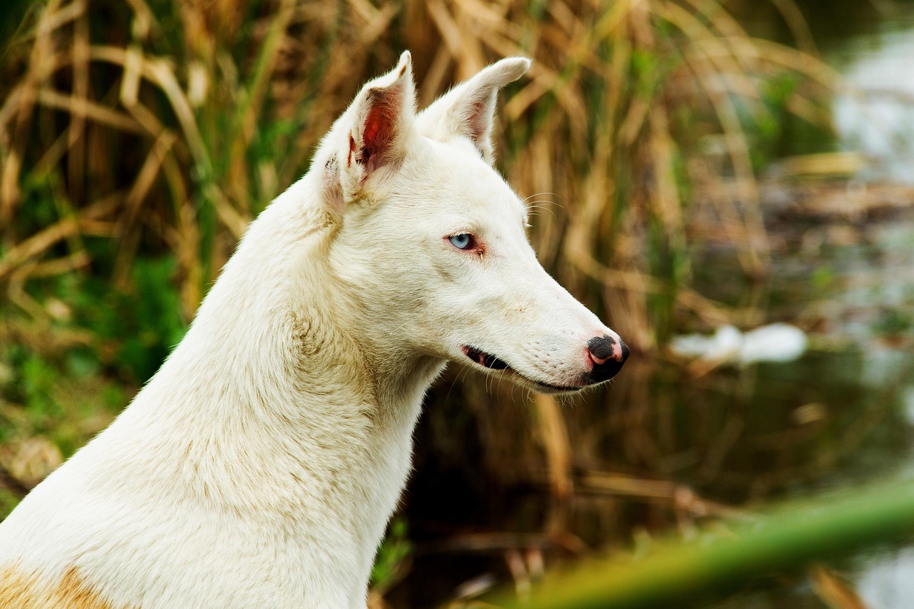 perro, dog, canine, doggy, pet, nature, animal, perros, mascota