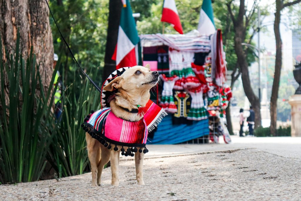 pexels photo 33841191 33841191 Adorable Chihuahua wearing Mexican attire stands near vibrant market stall outdoors.