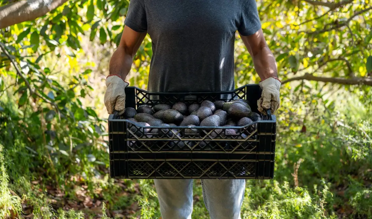 dia del aguacate