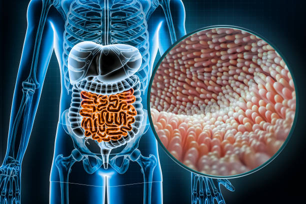 imagen microbiota