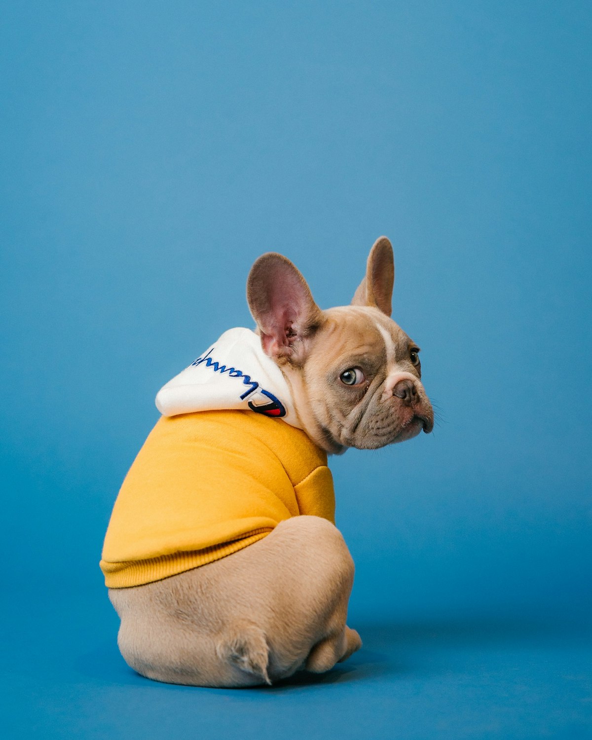 Adiós al 'pet friendly' improvisado: El 74% de los dueños de mascotas en México quiere llevar a su perro al trabajo Perro de compañía conviviendo con colaboradores en oficina pet-friendly