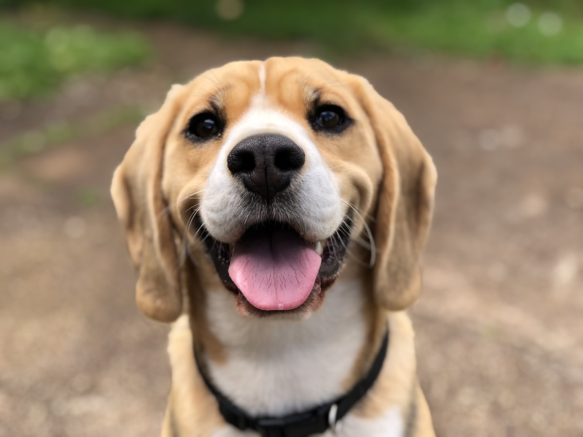 Perro de compañía en entorno urbano recibiendo cuidados de tenencia responsable