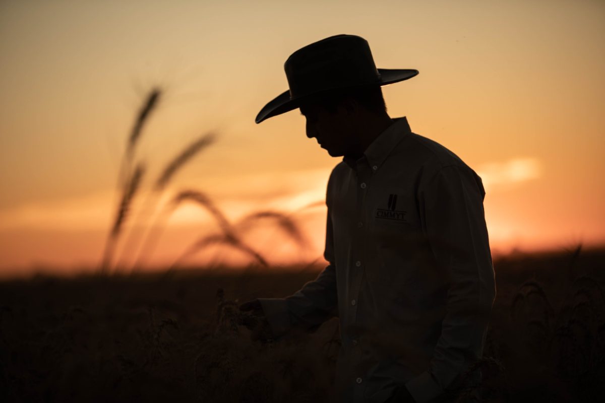 Campo de cultivo de granos agrícolas bajo esquema de agricultura regenerativa y cuidado del suelo