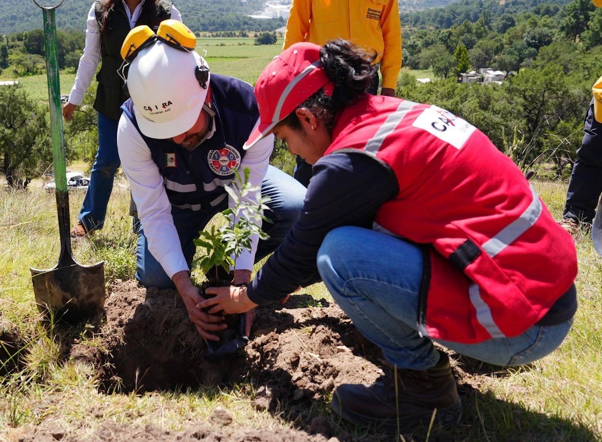 Reserva forestal de pinos y encinos en proceso de recuperación de suelos y manejo sustentable