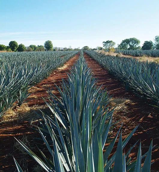 agave agave