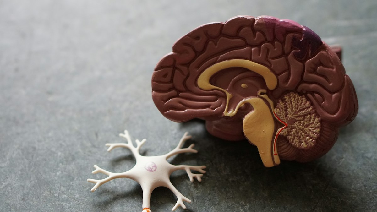 Evaluación neuropsicológica, salud cerebral y rehabilitación robótica en Clínica Cerebro