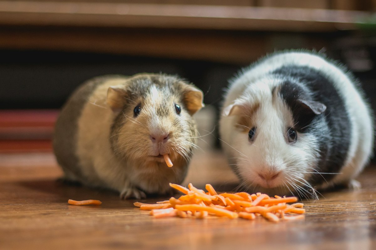 Tanatología y salud mental: Crean plataforma digital de acompañamiento psicológico ante el duelo por animales de compañía en México Familia y acompañamiento afectivo a un animal de compañía en el hogar