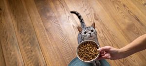 Salud animal y automedicación: especialistas alertan sobre los riesgos de los ‘diagnósticos web’ en crisis crónicas de mascotas