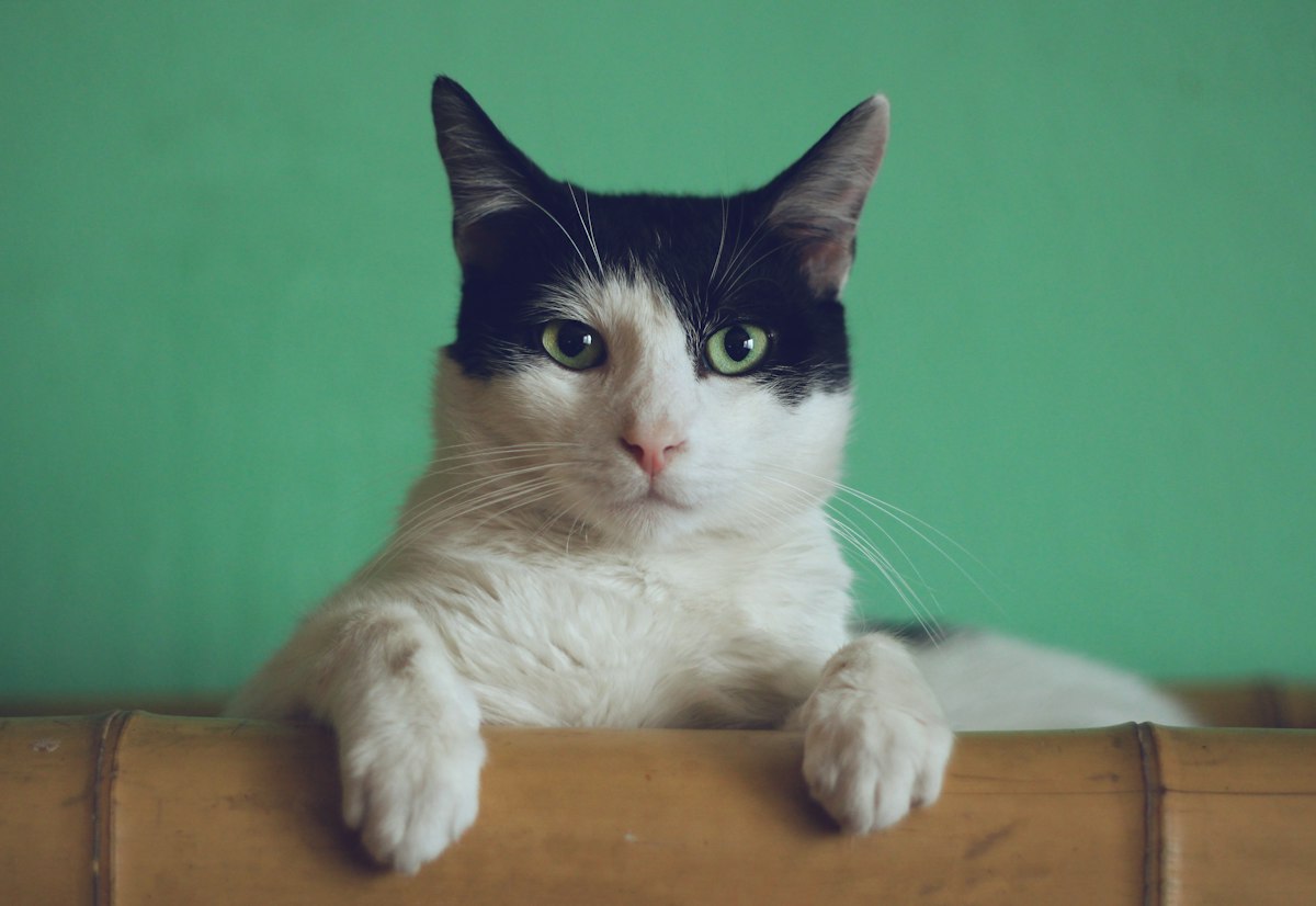 Mercado de alimentos para mascotas: Mars Petcare introduce en México la marca Temptations para liderar el segmento de premios felinos Gato doméstico y nutrición especializada mediante premios y botanas felinas