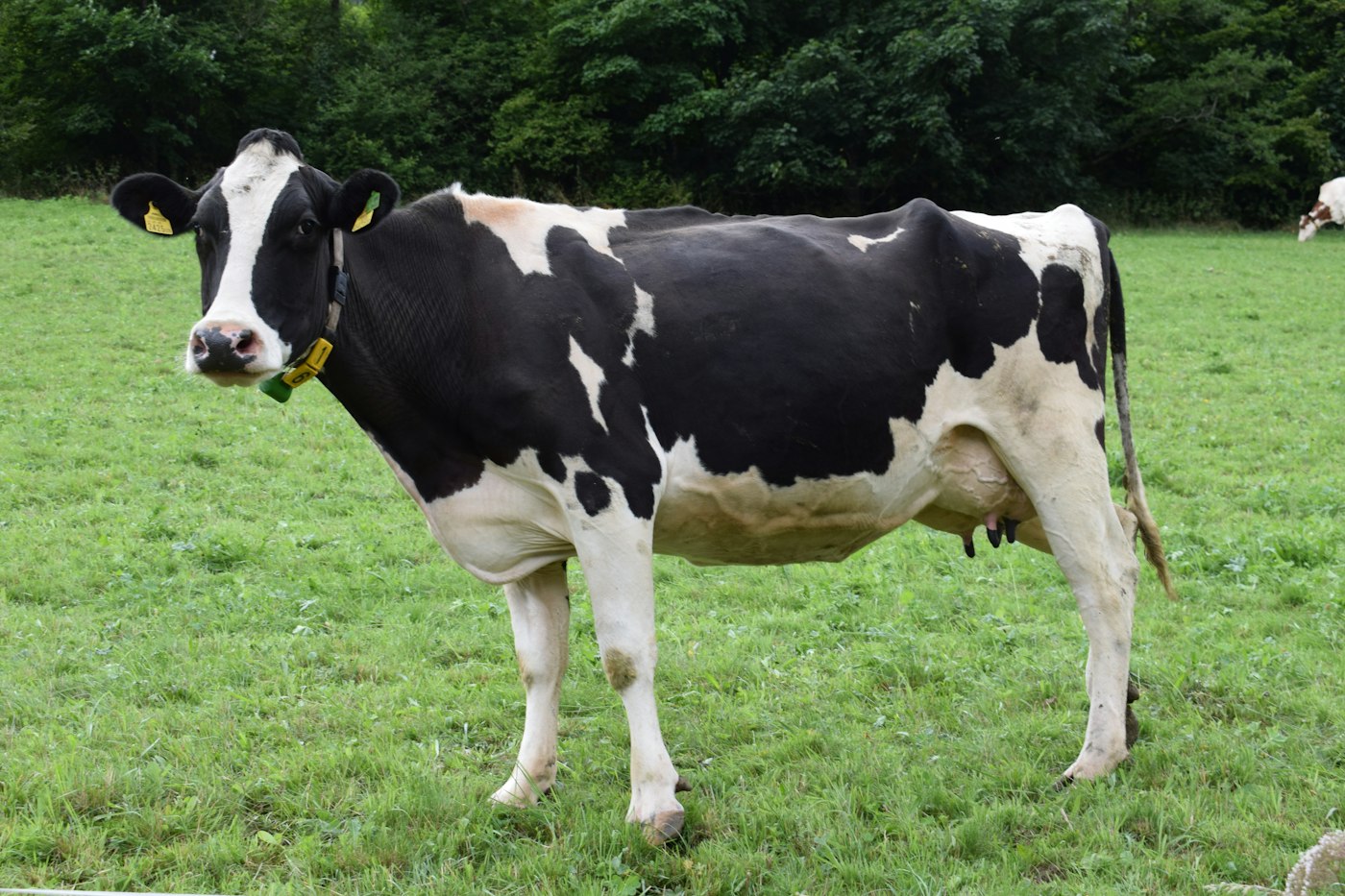 msd salud animal presenta magotox gusano barrenador ganado bovino