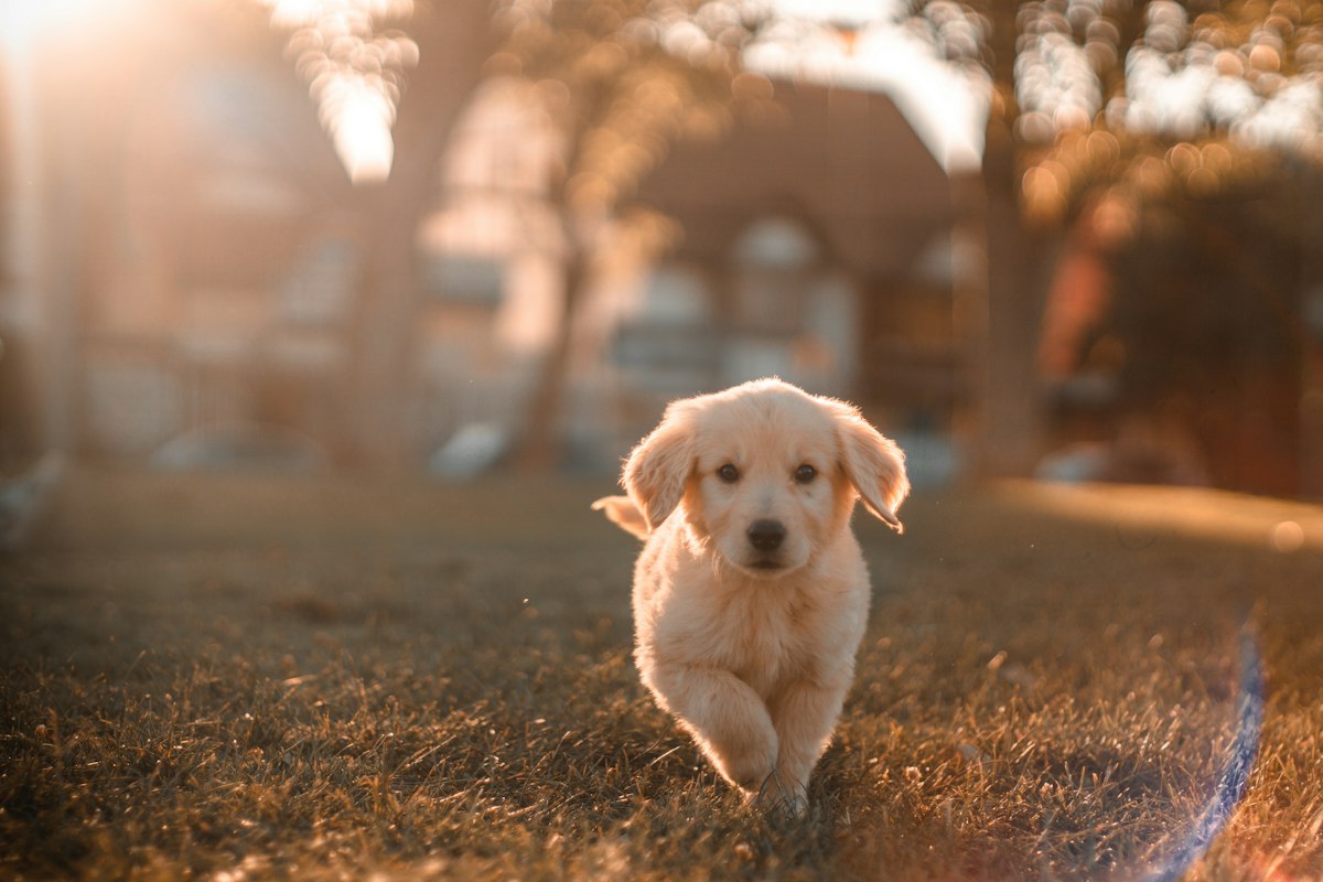 Salud veterinaria preventiva: Casi el 20% de los tutores en México solo lleva a sus mascotas a consulta médica cuando enferman